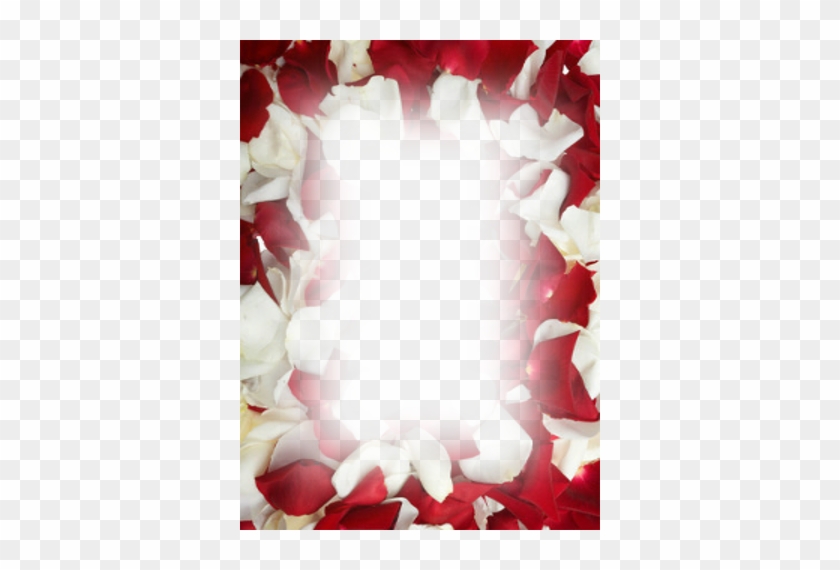 Love Frame New - Whole Blossoms Fresh Red White Rose Petals #1145190