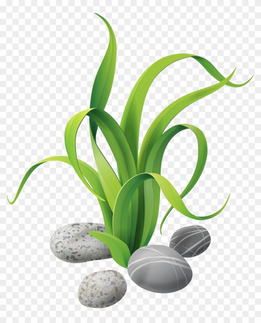 Algae Stones 3 - Ocean Plants Clipart Png #1145296