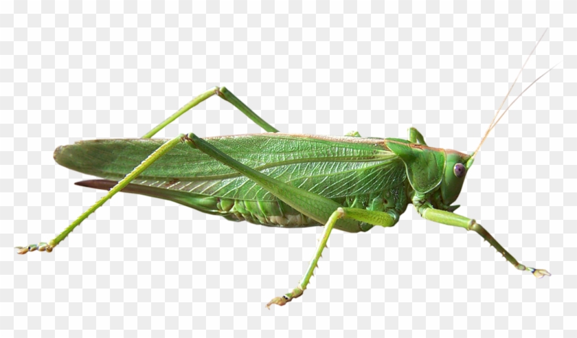 Best Free Grasshopper Png In High Resolution - Hasharotlar #1145633