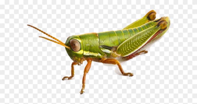 Download Png Image Report - Grasshopper Png #1145640