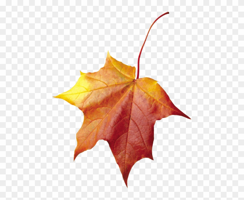 Free Png Maple Autumn Leaf Png Images Transparent - Осенние Листья Для Фотошопа #1145672