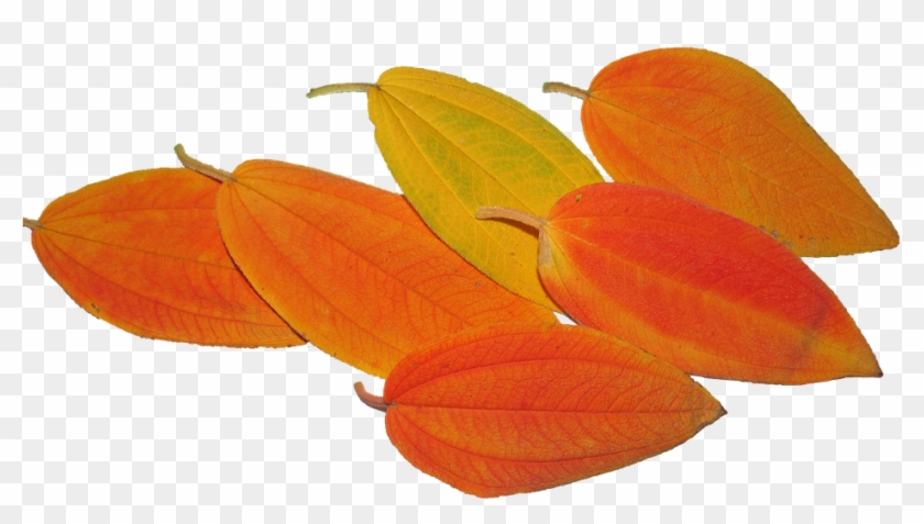 Leaves, Autumn, Fall, Tree, Season - Starfruit #1145674