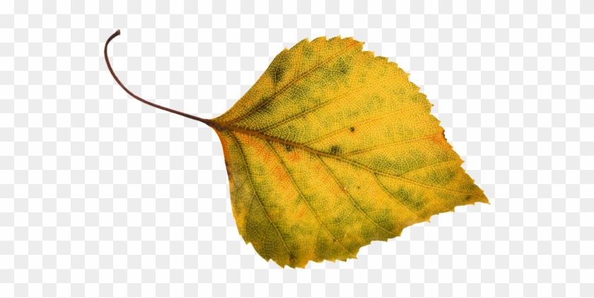 Autumn Leaf Autumn Leaf - Hallan #1145689