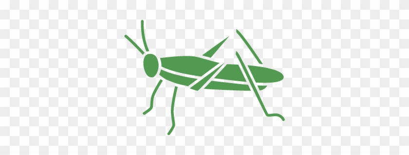 Pest Control Service For Crickets - Grasshopper #1145700