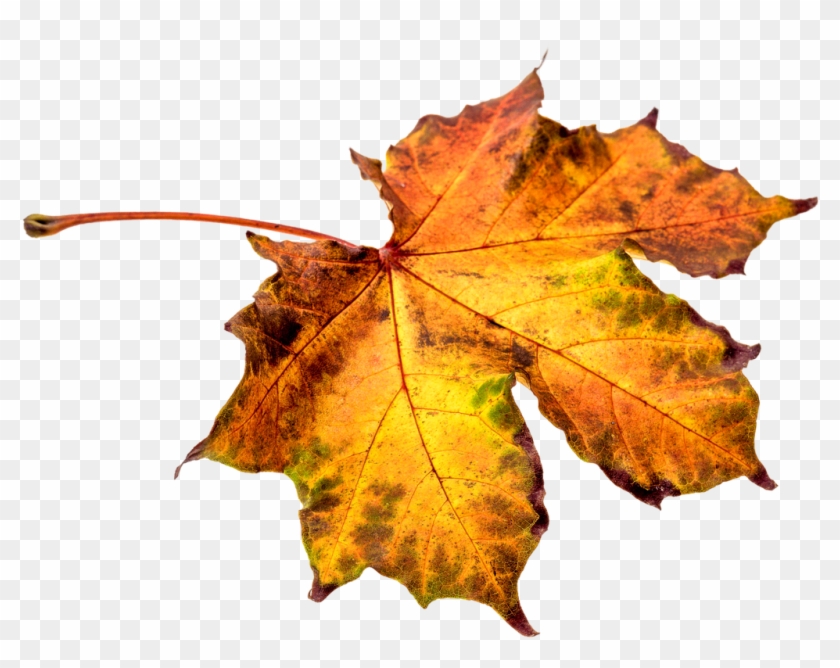 Autumn Leaves Leaf Png Png Image - Hoja De Otoño Png #1145711