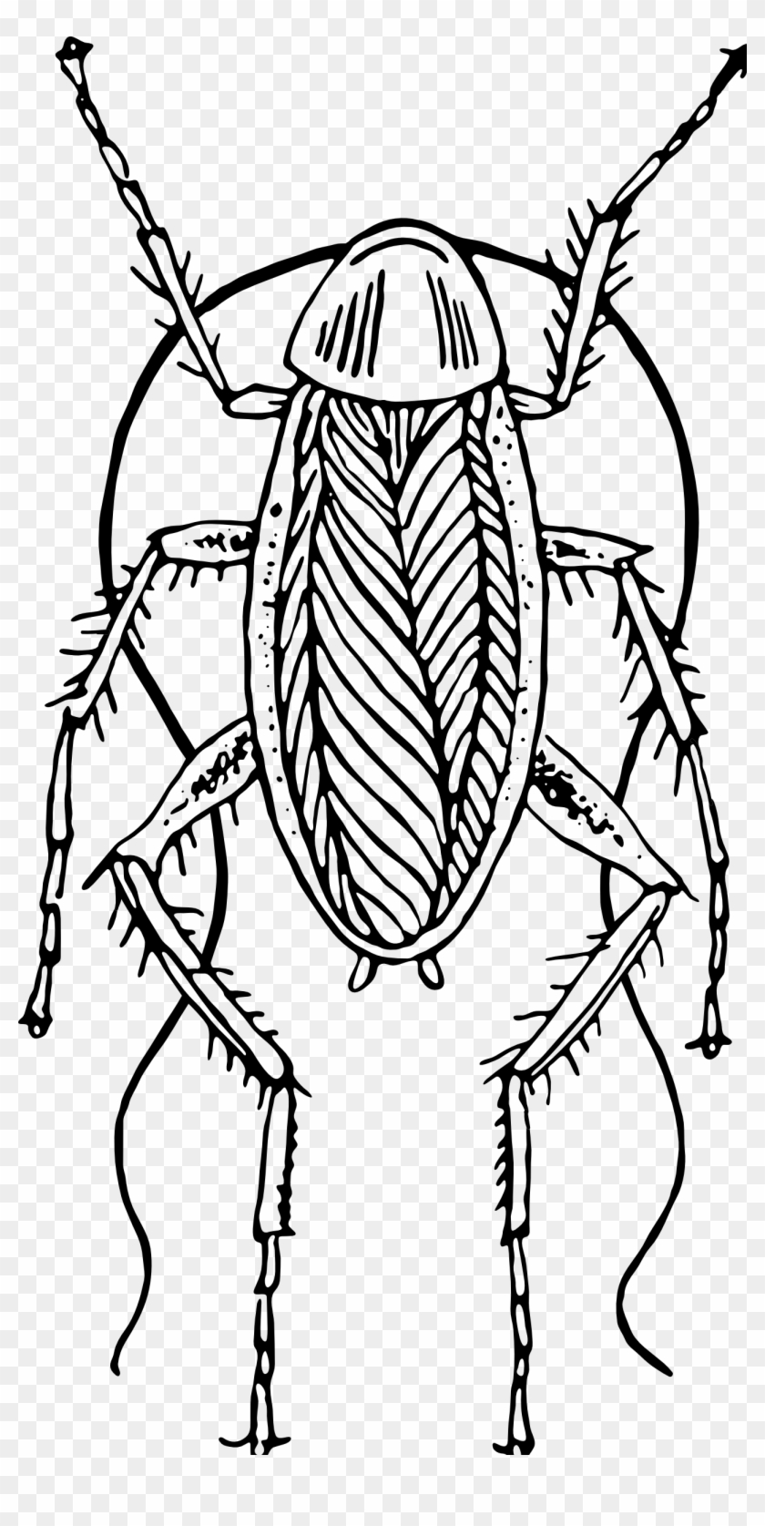 Cockroach Clipart Etc Cockroach Clipart Black And White - Cockroach Black And White #1145899