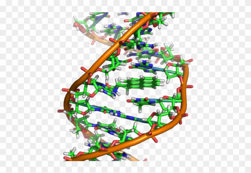 New Technologies Often Have Unforeseeable Consequences - Spider Dna Structure #1145911