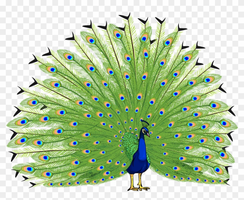 Bird Asiatic Peafowl Clip Art - Peacock Images Hd Png #1146126