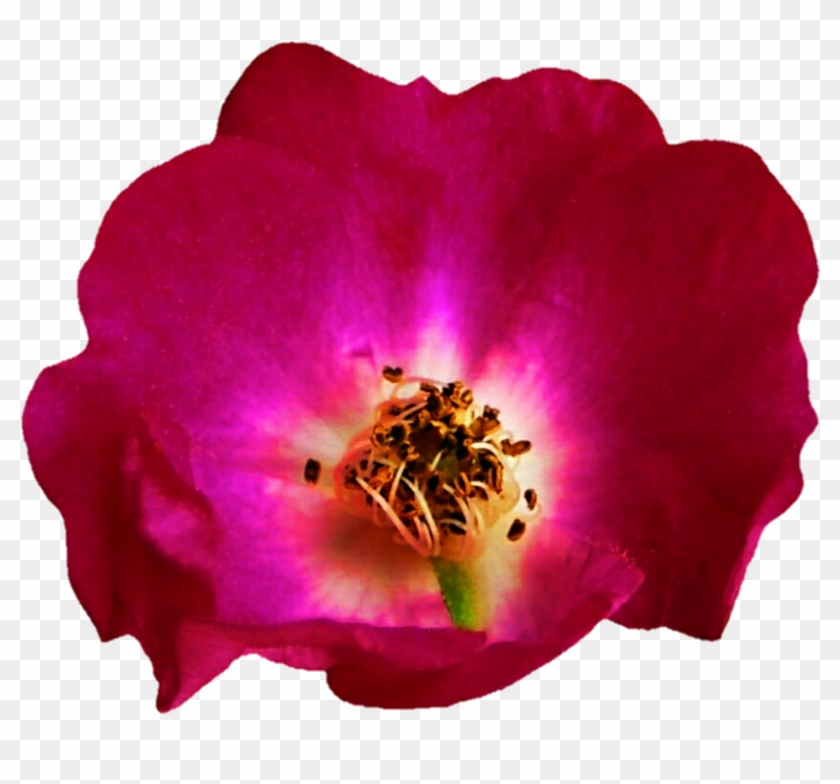 Dark Pink Dogwood Rose By Jeanicebartzen27 - Flowering Dogwood #1146231