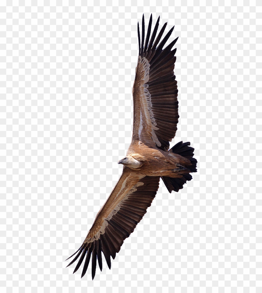 Griffon Vulture Transparent #1146242