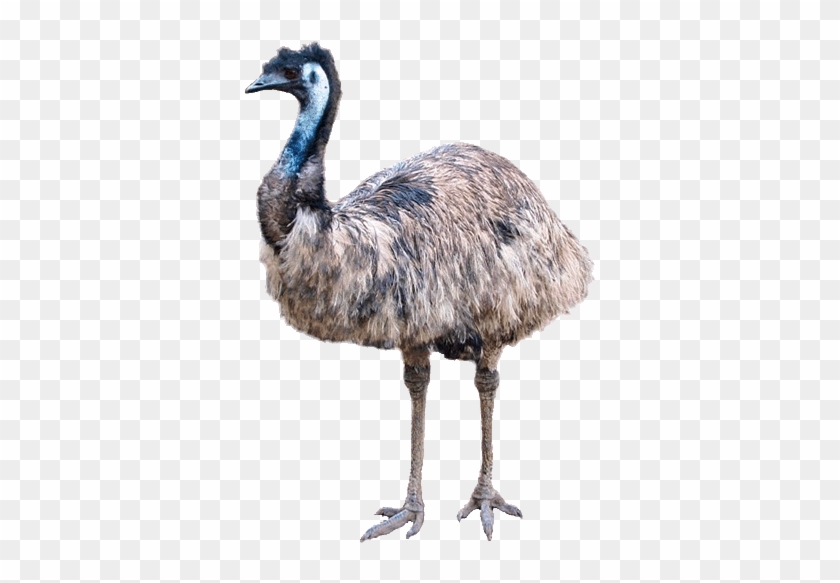 Emu Clipart Ostrich - Emu Clipart #1146399
