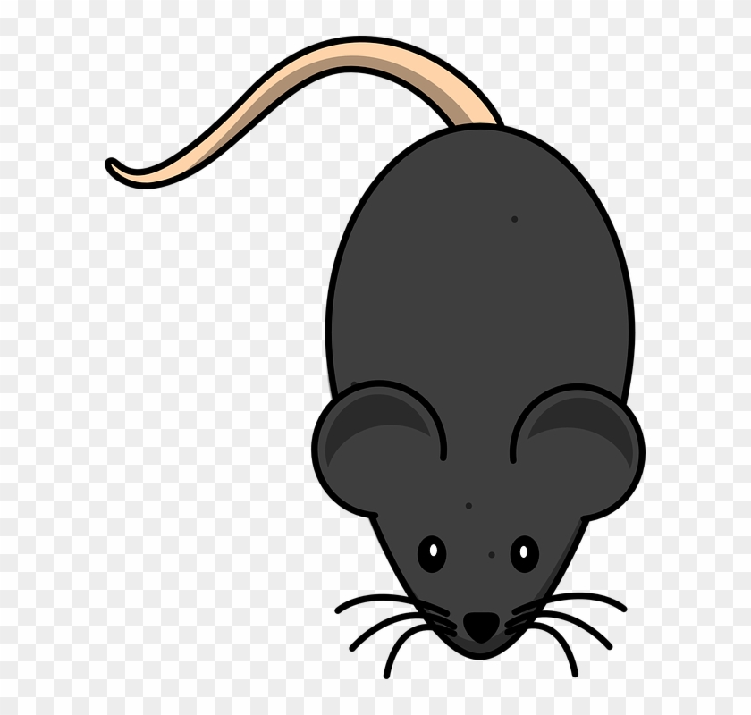 Laboratory Mouse Is White - Mouse Clip Art #1147249