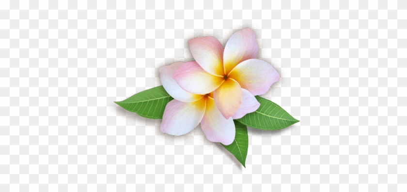 Download Png Image Report - Flowers Images Hd Png #1147561