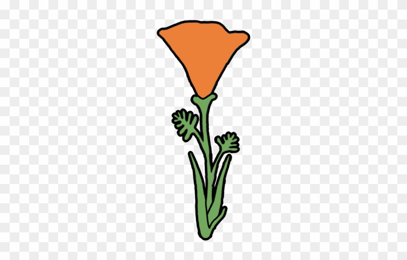 California Poppy California Kelp - Giant White Arum Lily #1147654