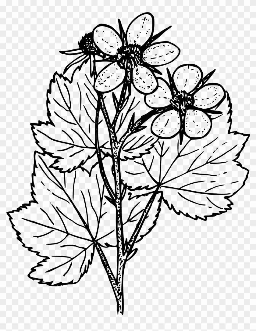 Png - Thimbleberry #1147663