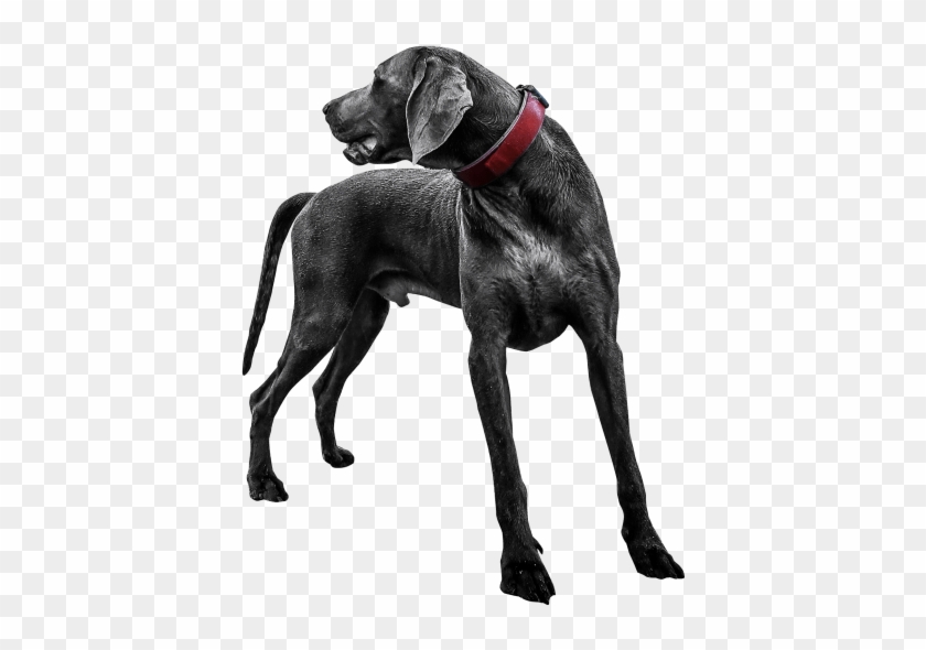 Free Png Black Labrador Png Images Transparent - Transparent Png Images Download #1147703