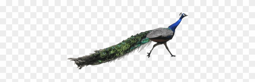 Peacock Running - Peacock #1147929