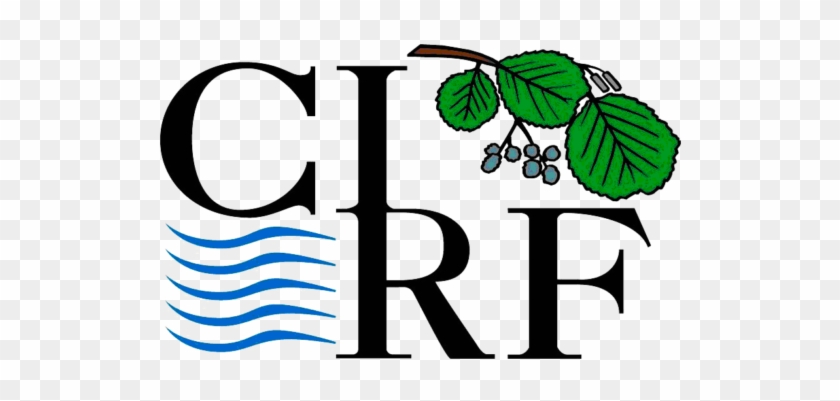 Curriculum Cirf - Cirf #1148247