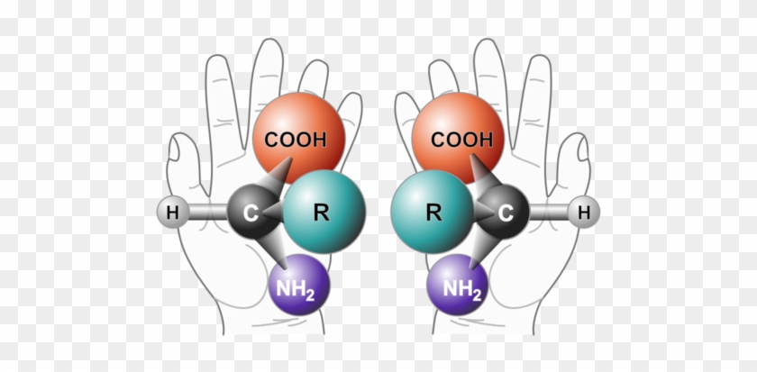 Chirality Is A Property Of Asymmetry Important To Many - Left And Right Handed Amino Acids #1148614