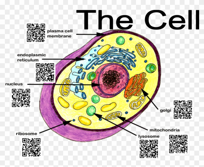 Qr Codes For Education - Chapter 7 1 Basic Structure Of The Human Body #1149644