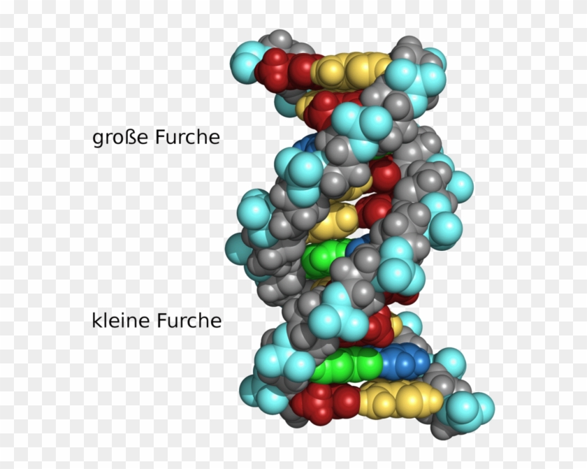 Découverte D'un Gène De Résistance À L'alcool - Kleine Große Furche Dna #1149682