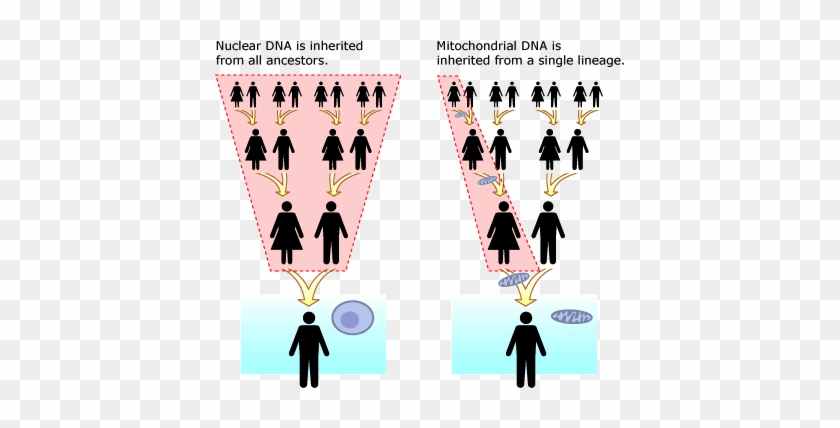 Khan Academy - Do You Get More Genes From Your Father Or Mother #1150268