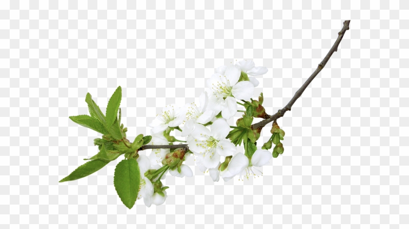 Spring White Branch Png Clipart Pictureu200b Gallery - Branch Of Flowers Png #1151474