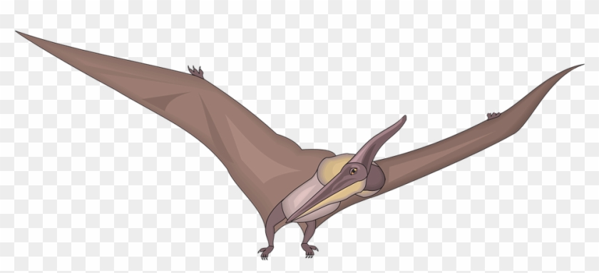 Dinosaurs Clipart Bird - Pteranodon Clipart #1153223