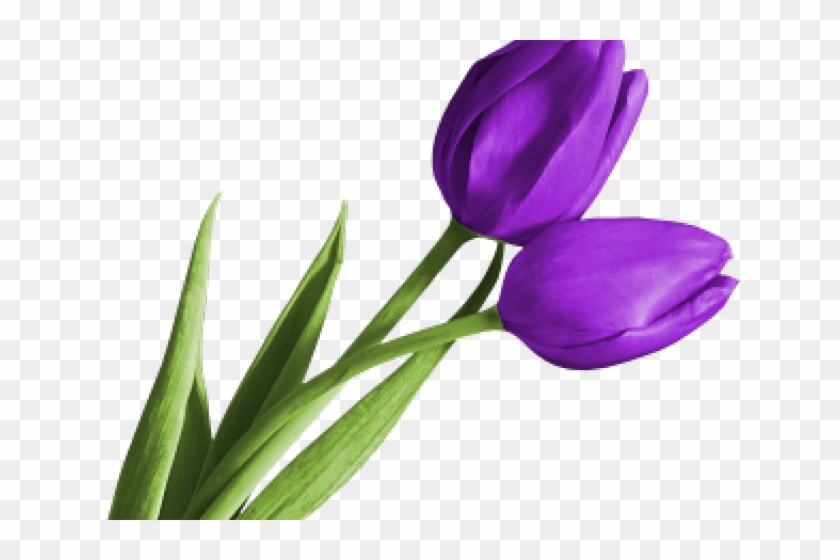 Crocus Clipart Purple Tulip - Purple Tulips Clipart #1153231