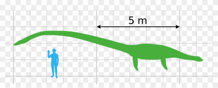 Sprawl-legged Diplodocus - Elasmosaurus Size #1153238
