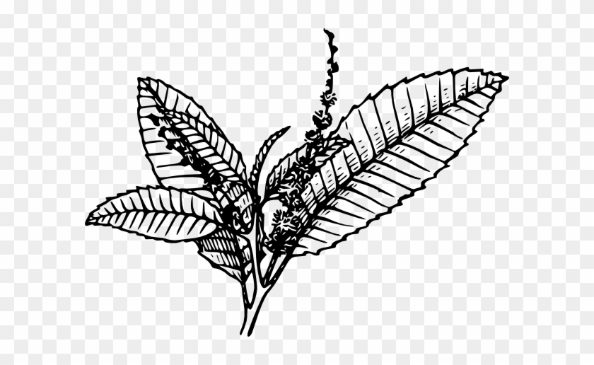 Free Vector Chestnut Clip Art - Tobacco Black And White #1153250
