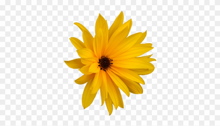 Flower Marguerite - Flor Margarita Png #1153253