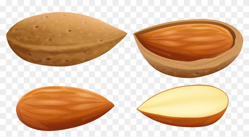 Almond Cliparts - Nut Clipart Png #1153271