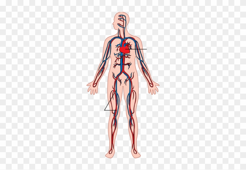 Main Components In The Circulatory And Respiratory - Illustrate The Blood Flow And Gas Exchange #1153687