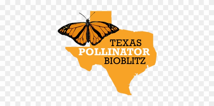 Monarch Butterfly Clipart Row - Bioblitz #1153813