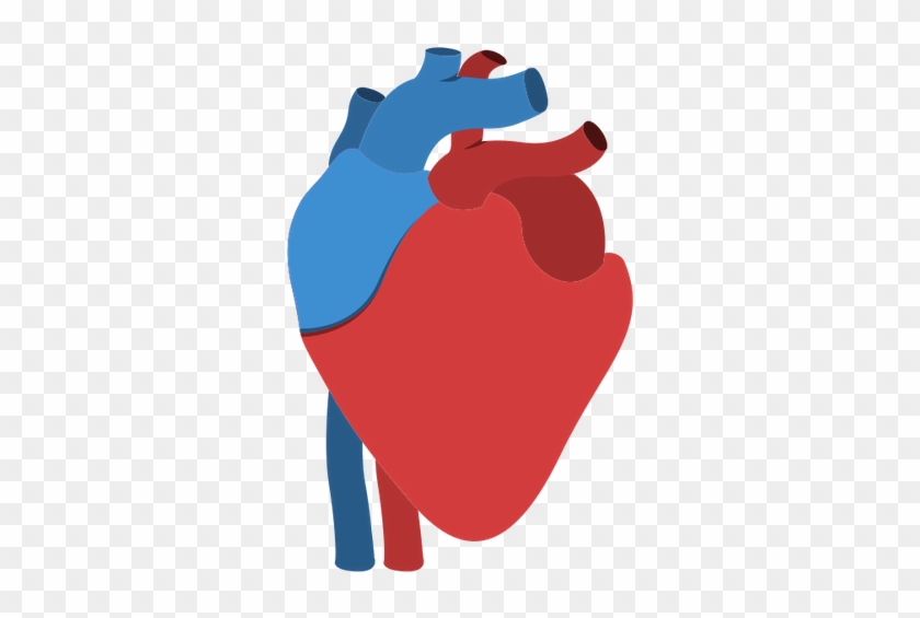 Human Heart Anatomy Isolated Icon Design - Human Anatomical Heart Icon #1154388
