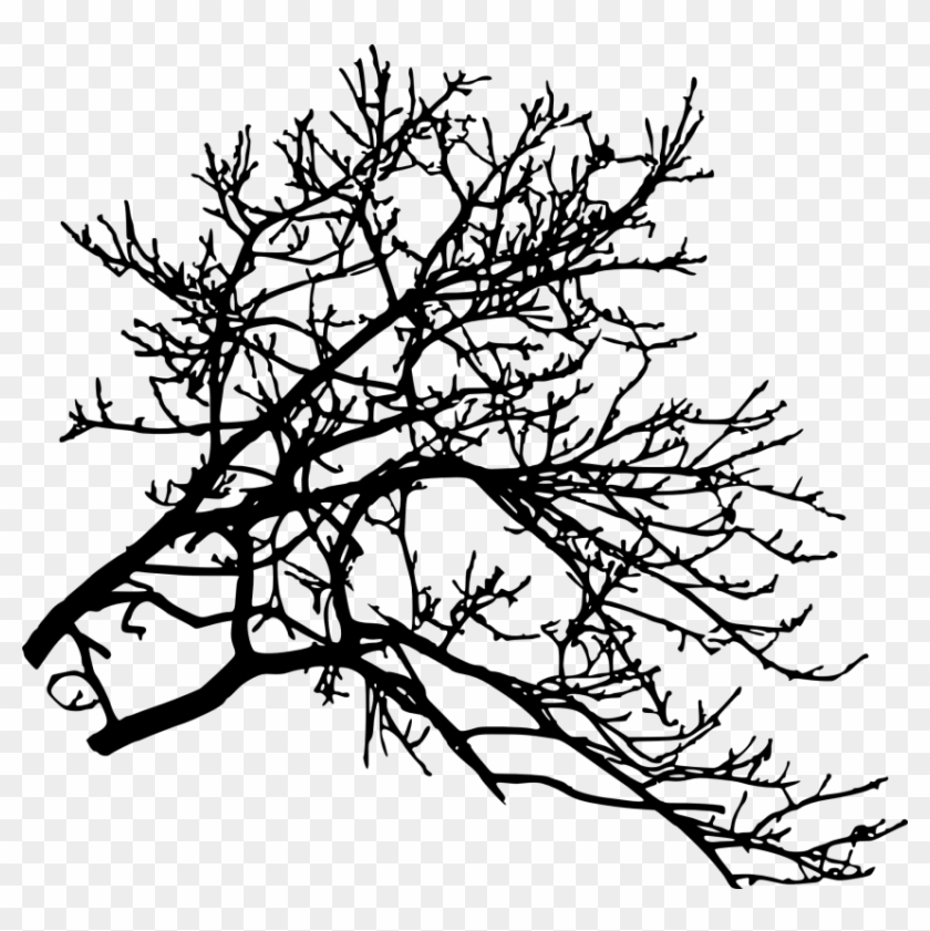 Free Png Tree Branch Png Images Transparent - Silhouette #1154795