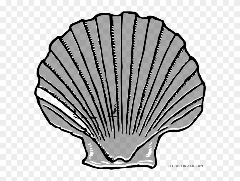 Shell Animal Free Black White Clipart Images Clipartblack - Shell Clip Art #1155536