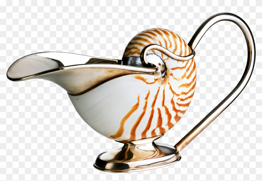 Chambered Nautilus #1155560