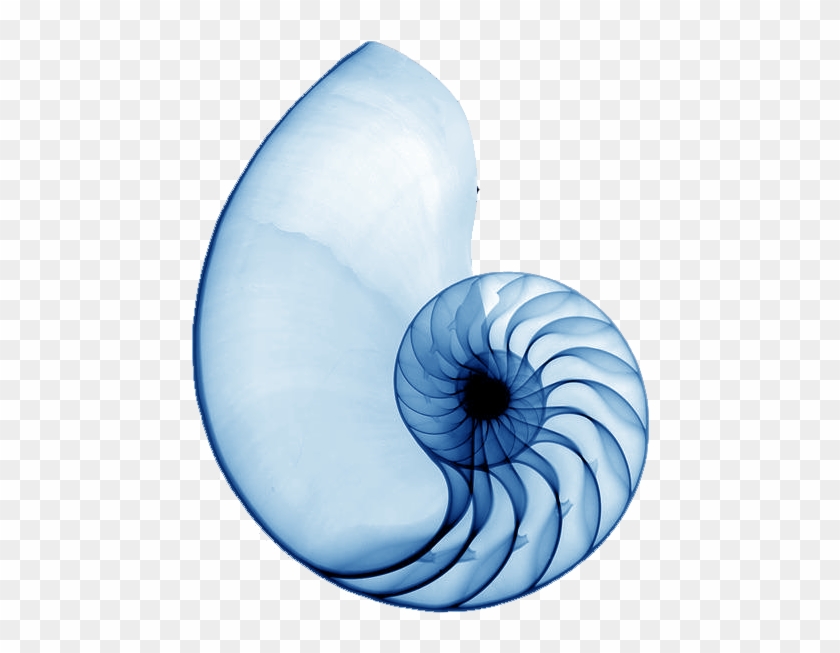 Spiral Shell Blue - Nautilus Shell Xray.