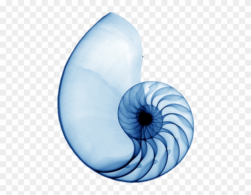 Spiral Shell Blue - Nautilus Shell Xray #1155570