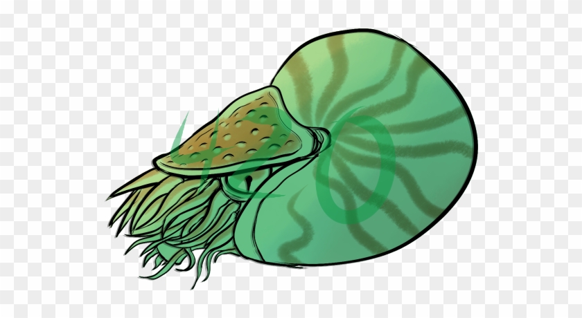I Doodled A Nautilus To Use As A Shifty But Dont Feel - Illustration #1155574