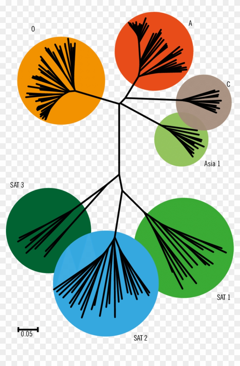 Phylogenetic Tree Of All Seven Serotypes Framework - Graphic Design #1155810