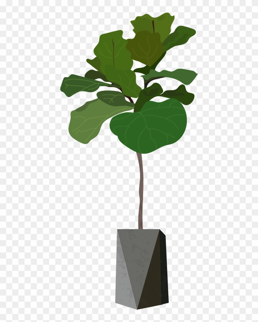 This Is A Sticker Of A Fig Tree - Fiddle Leaf Fig Tree - Free Transparent P...