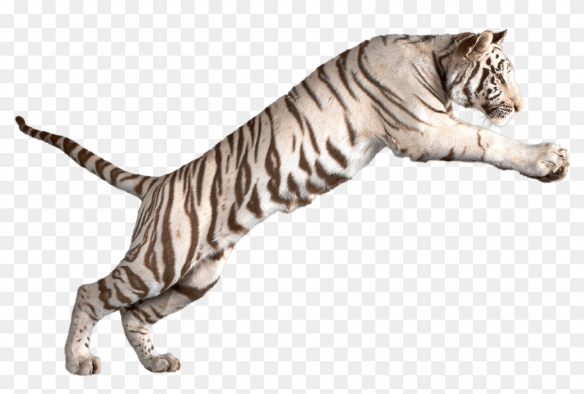 White Tiger Clipart Bengal Tiger - White Tiger Transparent Background #1156170