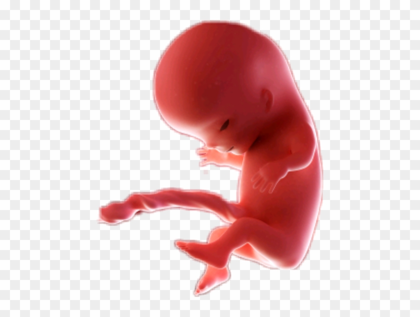 Fetus #1156252