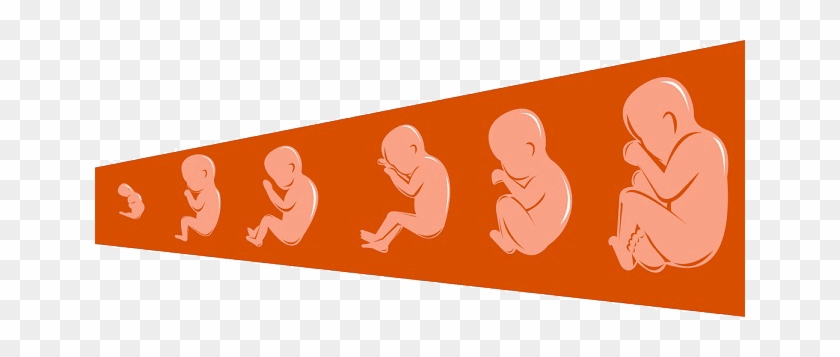 Fetal Development - Developing Baby #1156265