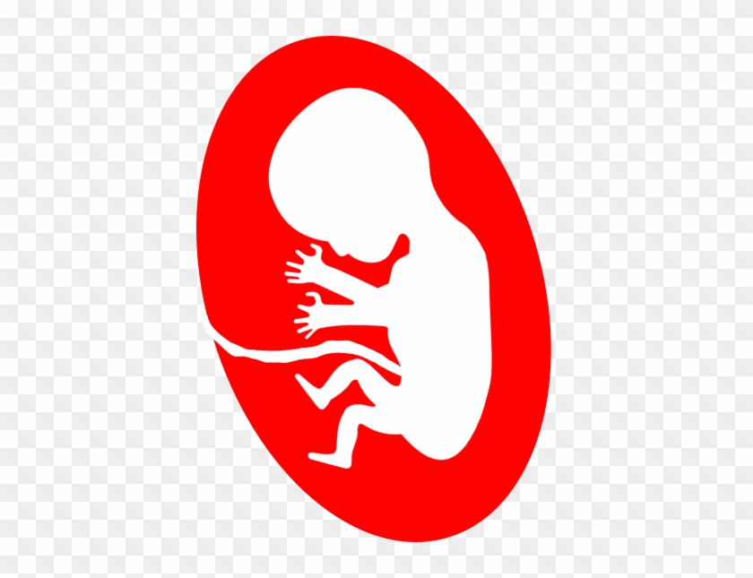 جنین انسان - Circle #1156294
