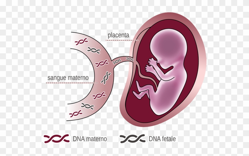 During Pregnancy, Some Fragments Of The Fetus' Dna - Dna Fetale Su Sangue Materno #1156325