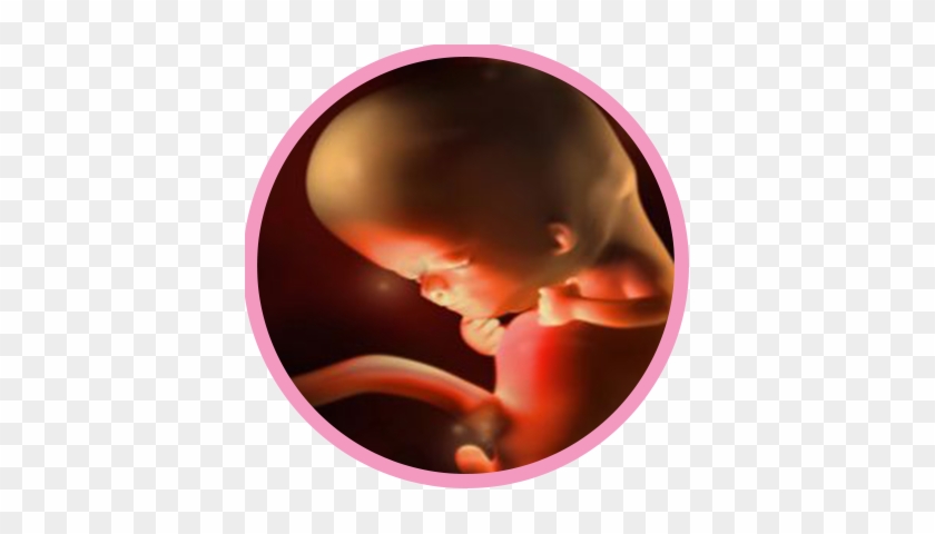 The Fetus Begins Doing Occasional Breathing Movements, - United States Border Patrol #1156372